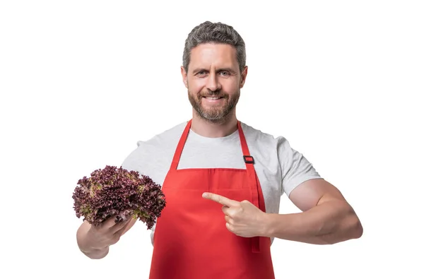 Man Apron Lettuce Vegetable Isolated White Point Finger — 스톡 사진