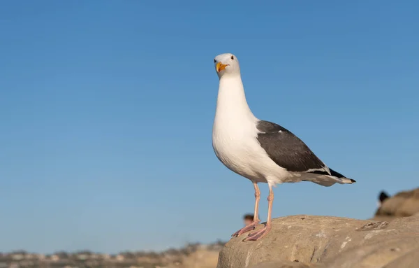 Great Black Backed Gull Seabird Standing Rock Sky Background Copy — Stock fotografie