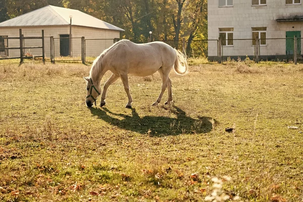 Bílý Kůň Pasoucí Mimo Farmu Nebo Stáje Chov Koní — Stock fotografie