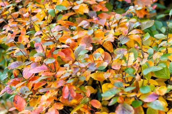 Seasonal Colorful Autumn Leaves Nature Background Fall Season — стоковое фото