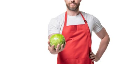 cropped view of man in apron with cabbage vegetable isolated on white. copy space.