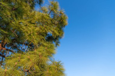 Coniferous pine tree pinetree sky background, copy space.