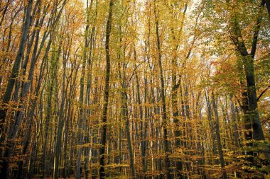 Ormanda sonbahar doğası, sarı ağaçlar, sonbahar..
