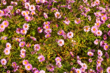 daisy flowers floral background. flowering nature beauty.