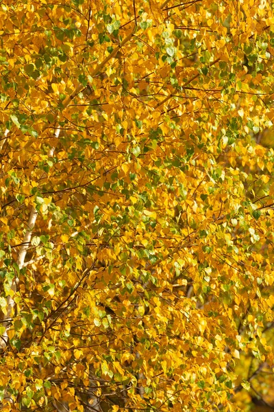 Autumn Season Background Tree Fall Yellow Leaves — Foto de Stock