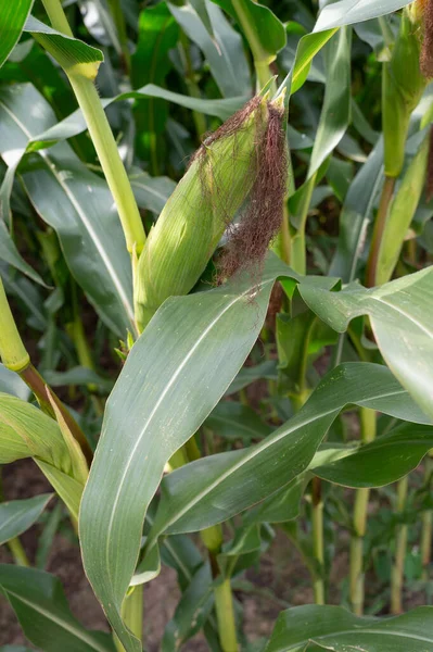 Growing maize crop plant with mature silk on cornfield natural background.