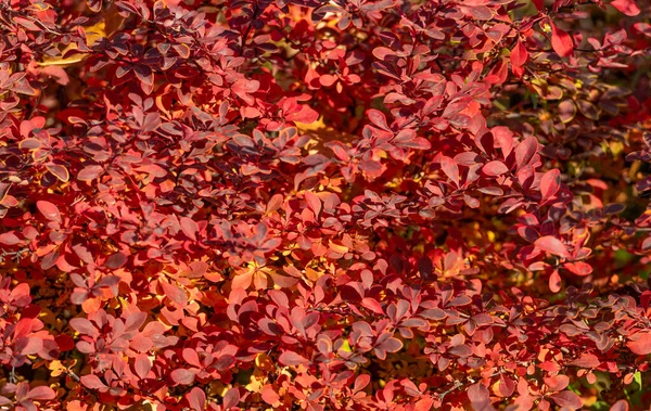 Red Autumn Leaves Nature Background Barberry — Fotografia de Stock