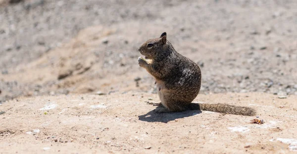 Fluffy Ground Squirrel Rodent Animal Eating Sitting Rocky Soil — Stockfoto