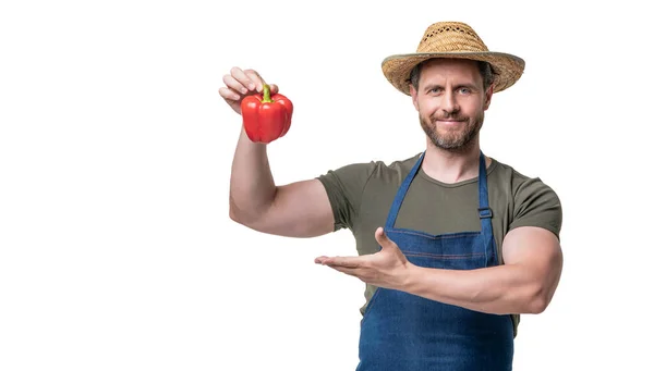 Man Apron Hat Sweet Pepper Vegetable Isolated White Crop — 스톡 사진