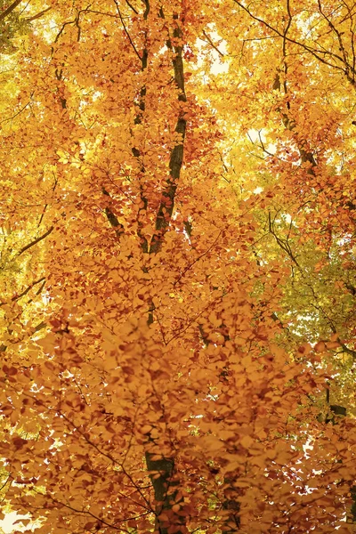 Background Autumn Leaves Yellow Color Closeup Sunny Weather Season — Stock Photo, Image