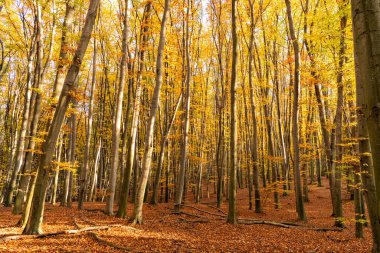 autumn forest nature with yellow leaves and trees. autumn beauty.