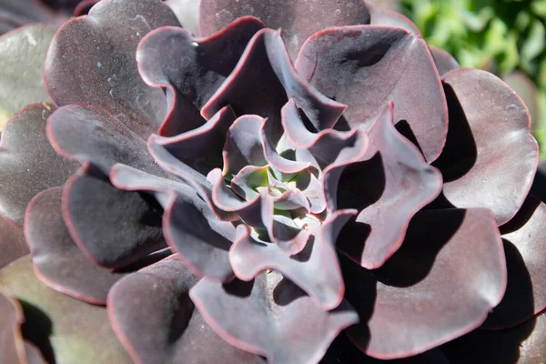 crassulaceae succulent cactus with dark leaves. cactaceae background.