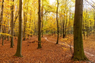 autumn forest nature with yellow leaves and trees in november.
