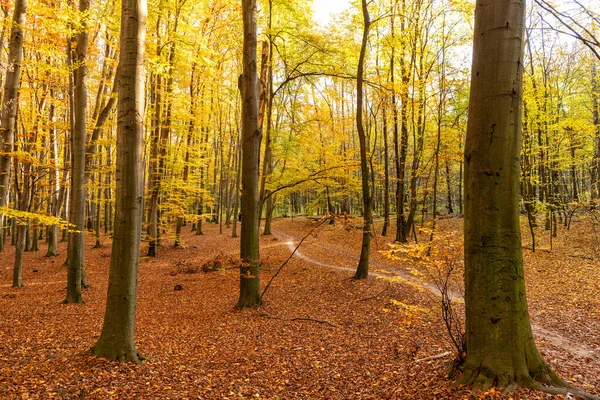 Autumn Forest Nature Yellow Leaves Trees November — Stok fotoğraf