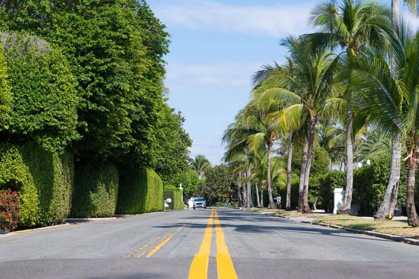 Empty Way Yellow Marking Palm Trees Avenue — Zdjęcie stockowe