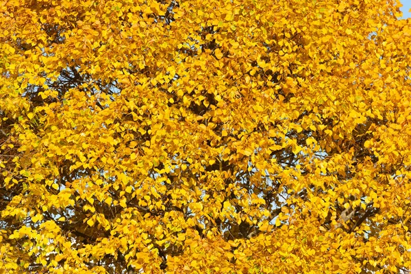 Autumn Background Tree Fall Yellow Leaves Hello Autumn — Foto de Stock