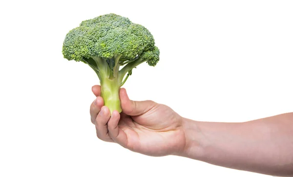 Broccoli Vegetable Hand Isolated White Background — Stok Foto