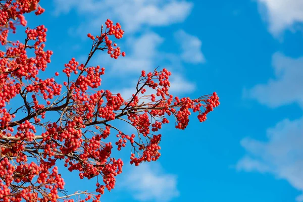 Rowan Tree Red Berry Branch Sunny Sky Background — Fotografia de Stock