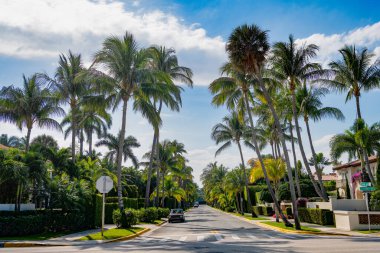 palm trees avenue with empty road. summer vacation.