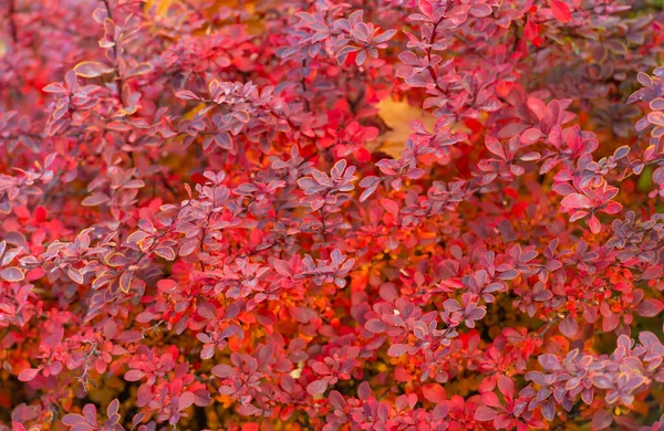 Red Autumn Leaf Nature Background Barberry — Stockfoto