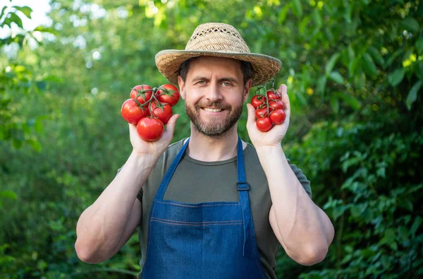 Man Farm Worker Straw Hat Tomato Bunch —  Fotos de Stock