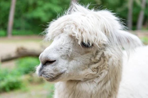 White Lama Glama Muzzle Natural Background — Stock Photo, Image