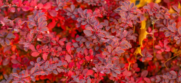 Red Autumn November Leaves Nature Background Barberry — Stockfoto