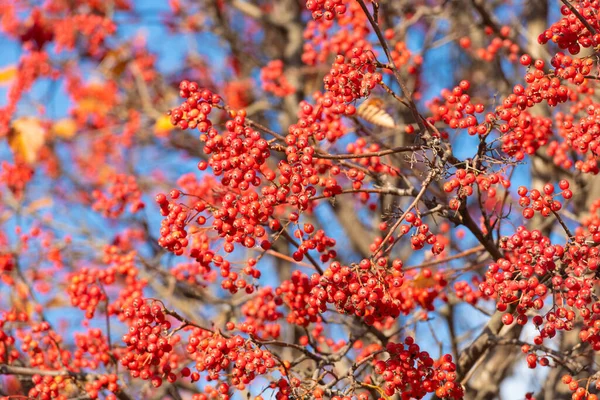 Branch Rowan Red Berries Natural Background — Fotografia de Stock