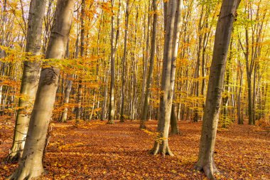 autumn forest nature with yellow leaves and nobody.