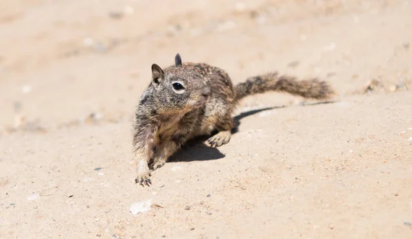 Fluffy Ground Squirrel Rodent Marmotini Animal Natural Habitat — Foto Stock