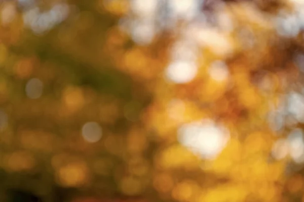 Blur Backdrop Autumn Leaves Unfocus Yellow Season Nebulous Autumn Leaves — Stock Photo, Image