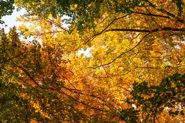 Seasonal Tree Branches Backdrop Top View Natural Beauty Fall Season —  Fotos de Stock