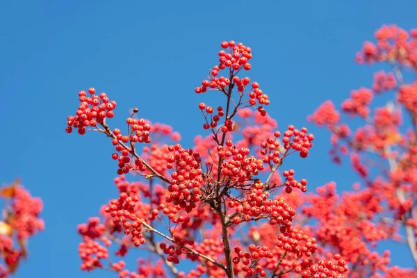 Branch Rowanberry Berries Blue Sky Background — Fotografia de Stock