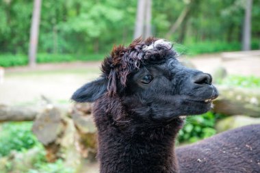 Black llama muzzle natural background outdoors.