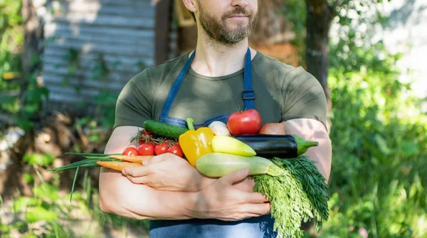 Cropped View Farmer Hold Fresh Ripe Vegetables — Foto Stock
