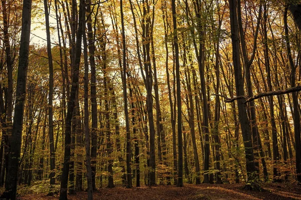 秋天的天气 一片阳光普照的森林 长满了树叶 秋天的自然 长有黄叶的季节性树木 阳光灿烂的日子 自然美 — 图库照片