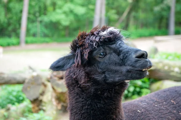 Black Llama Muzzle Natural Background Outdoors — 图库照片