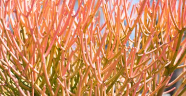 Euphorbia tirucalli firesticks with succulent branches natural background.