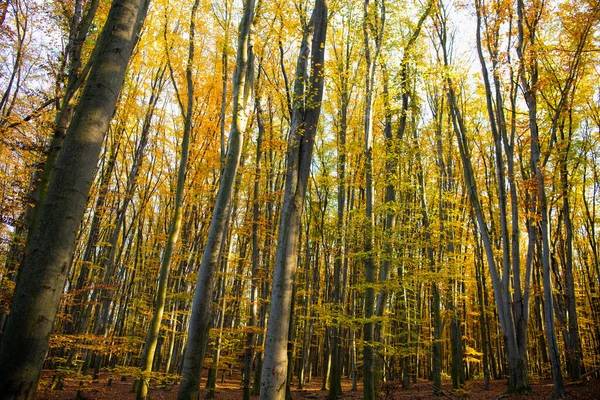 Natural Beauty Fall Season Weather Deep Sunny Forest Leaves Autumn — Fotografia de Stock