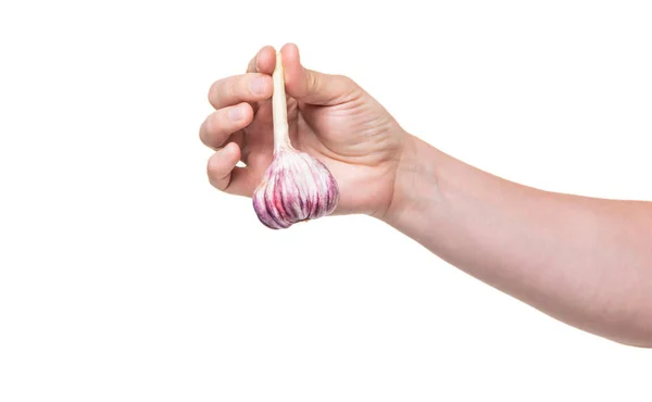 Fresh Garlic Vegetable Hand Isolated White Background — Stockfoto