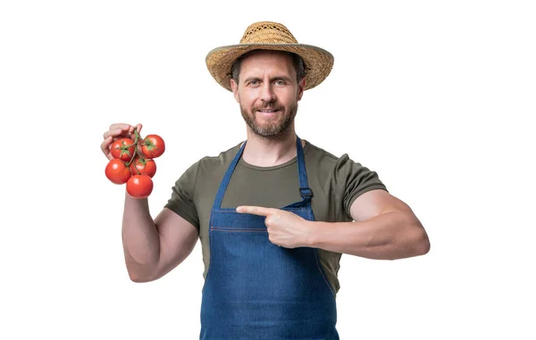 Man Apron Hat Tomato Vegetable Isolated White Point Finger — 스톡 사진