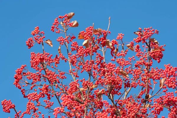 branch of rowan plant with berries on blue sky background.