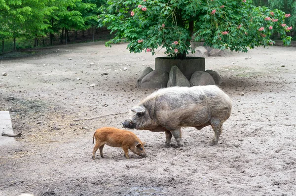 Adult Young Pigs Boars Farm Yard Outdoors — Zdjęcie stockowe