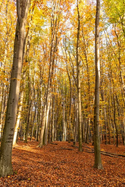 autumn forest nature with yellow leaves and trees in october.