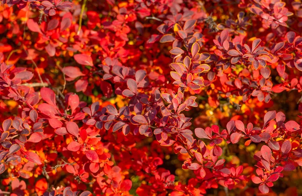 Red Autumn Leaves Nature Background Barberry Nobody — Stockfoto