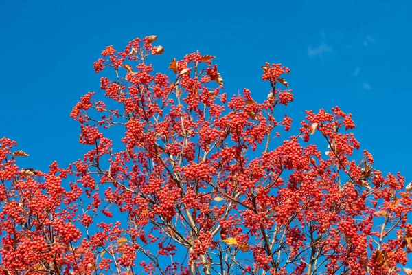 Branch Wild Berries Blue Sky Background — Stock fotografie