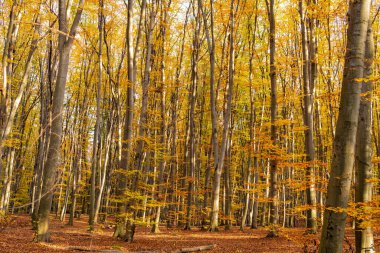 autumn sunny forest nature with yellow leaves and trees.