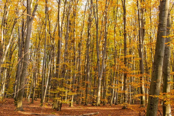 Autumn Sunny Forest Nature Yellow Leaves Trees — Fotografia de Stock