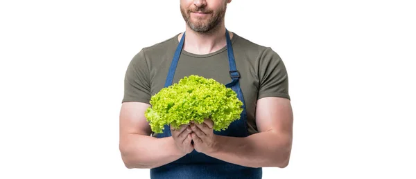 Cropped View Man Apron Lettuce Vegetable Isolated White — Fotografia de Stock
