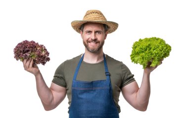 farmer in apron and hat with fresh lettuce vegetable isolated on white.
